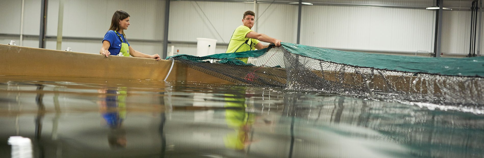 AquaBounty employees tending to nets located in the salmon tanks in facility