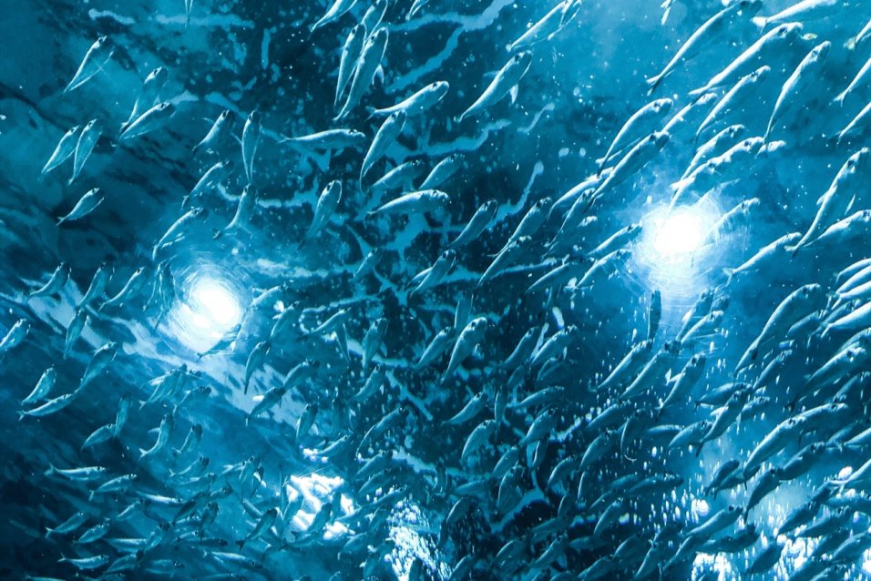 underwater view of salmon swimming in a tank