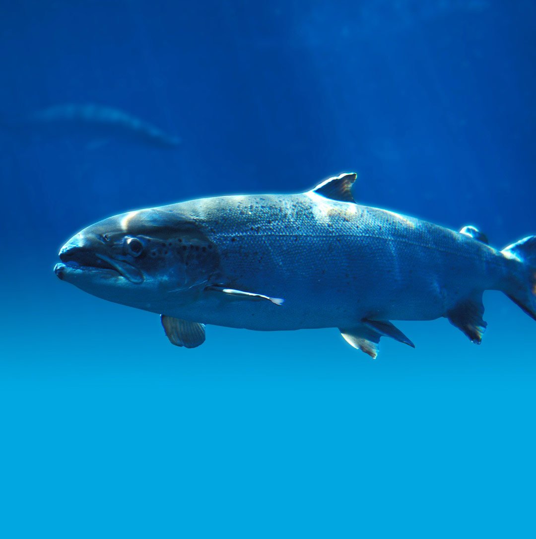 One Salmon swimming
