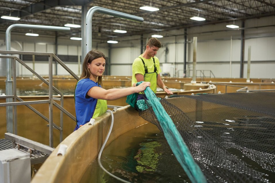 AquaBounty employees holding a farm-raised salmon