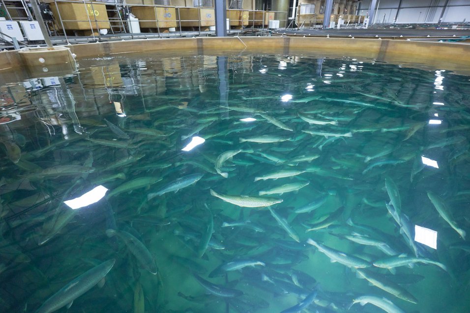 AquaBounty land-based salmon farm facility and tanks with salmon